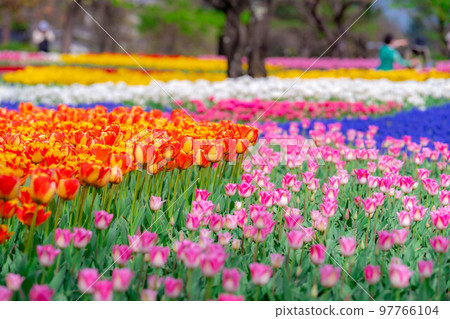 [花材]鬱金香田[長野縣] 97766104