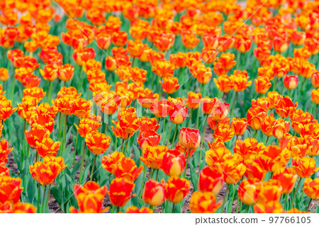 [花材]鬱金香田[長野縣] 97766105