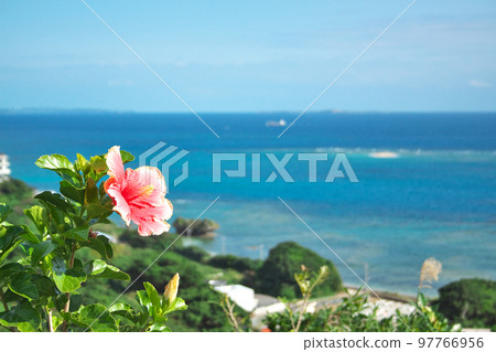 在熱帶氣氛中美麗綻放的芙蓉 97766956