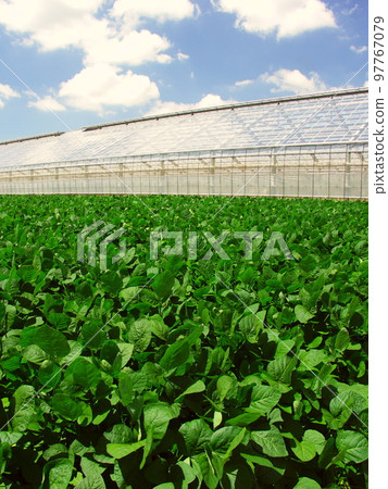 Landscape with green soybean field and agricultural house in summer 97767079