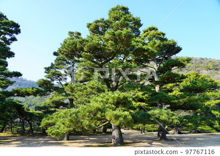 冬季也美麗的栗林庭園（香川縣高松市特別名勝）米其林★★★ 97767116