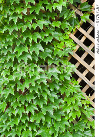 Garden trellis covered with green ivy. Garden trellis covered with green ivy. 97767167