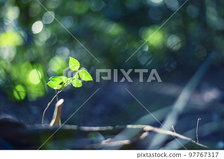 Forest eco material [Kanagawa Prefecture] 97767317