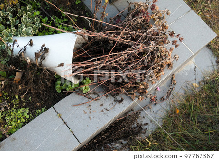 Overturned vase with dried flowers 97767367
