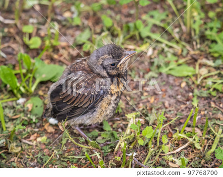 A fieldfare chick, Turdus pilaris, has left the nest and sitting on the spring lawn. A fieldfare chick sits on the ground and waits for food from its parents. A fieldfare chick, Turdus pilaris, has left the nest and sitting on the spring lawn. A fieldfare chick sits on the ground and waits for food from its parents. 97768700