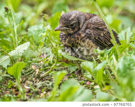 A fieldfare chick, Turdus pilaris, has left the nest and sitting on the spring lawn. A fieldfare chick sits on the ground and waits for food from its parents. 97768701