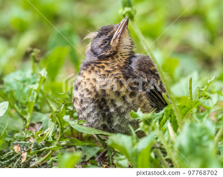 A fieldfare chick, Turdus pilaris, has left the nest and sitting on the spring lawn. A fieldfare chick sits on the ground and waits for food from its parents. A fieldfare chick, Turdus pilaris, has left the nest and sitting on the spring lawn. A fieldfare chick sits on the ground and waits for food from its parents. 97768702