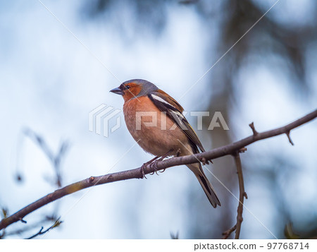 Common chaffinch, Fringilla coelebs, sits on a tree. Common chaffinch in wildlife. Common chaffinch, Fringilla coelebs, sits on a tree. Common chaffinch in wildlife. 97768714