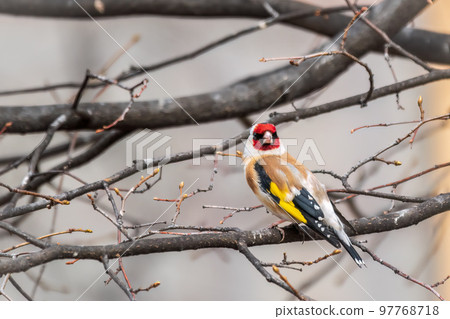 The European goldfinch or simply the goldfinch, Carduelis carduelis, sits on a branch in spring on green background. The European goldfinch in wildlife. The European goldfinch or simply the goldfinch, Carduelis carduelis, sits on a branch in spring on green background. The European goldfinch in wildlife. 97768718