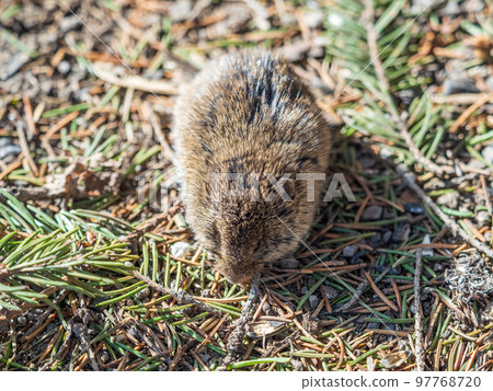 A closeup of a Common vole, Microtus arvalis, on the ground with a blurry background A closeup of a Common vole, Microtus arvalis, on the ground with a blurry background 97768720