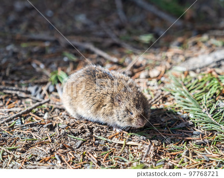 A closeup of a Common vole, Microtus arvalis, on the ground with a blurry background A closeup of a Common vole, Microtus arvalis, on the ground with a blurry background 97768721