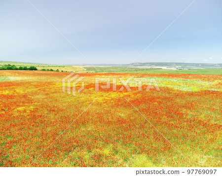 Field of red poppies. Aerial view. Beautiful field scarlet poppies flowers with selective focus. Red poppies in soft light. Glade of red poppies. Papaver sp. Nobody Field of red poppies. Aerial view. Beautiful field scarlet poppies flowers with selective focus. Red poppies in soft light. Glade of red poppies. Papaver sp. Nobody 97769097