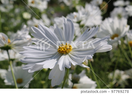 廣島備北丘陵公園 廣島備北丘陵公園 97769278