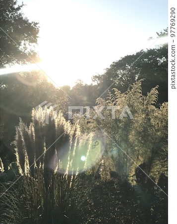 pampas grass and backlight pampas grass and backlight 97769290