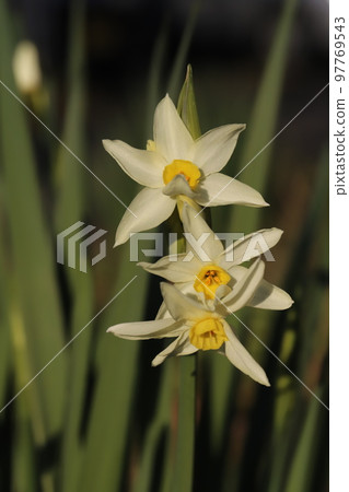 White daffodils blooming in a Japanese winter garden White daffodils blooming in a Japanese winter garden 97769543