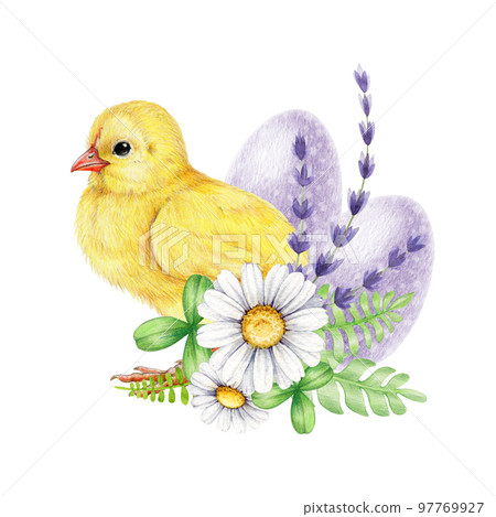 Cute fluffy chicken with Easter floral decor. Watercolor hand drawn illustration. Small yellow baby chicken with daisy, lavender flowers, painted eggs decor. Easter flower decor with baby bird 97769927