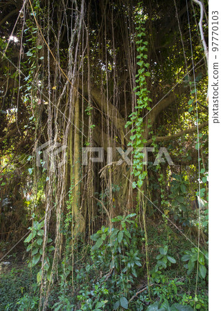 Big Bot or Banyan Tree with Branch root Big Bot or Banyan Tree with Branch root 97770103