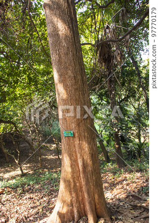 the biggest old tree in the forest with a greenery view 97770179
