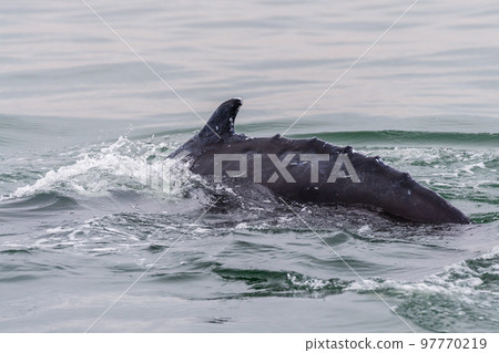 Close-up of a whale 97770219