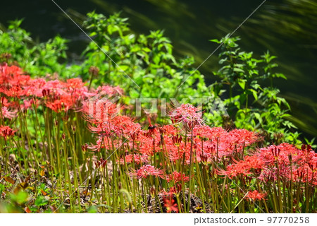 red flower cluster amaryllis red flower cluster amaryllis 97770258