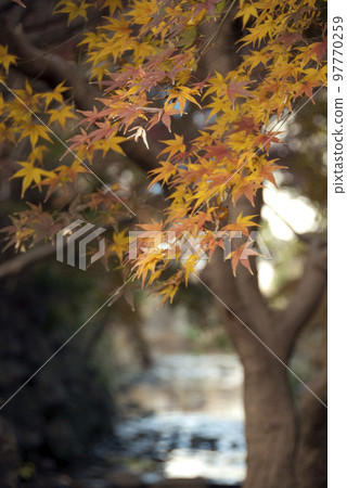 Autumn leaves and Shiraito Falls Autumn leaves and Shiraito Falls 97770259