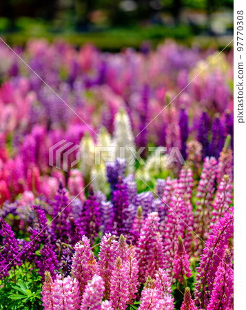 walking in the garden in spring walking in the garden in spring 97770308