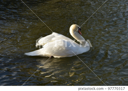 Swans swimming in the moat of Matsumoto Castle 97770317