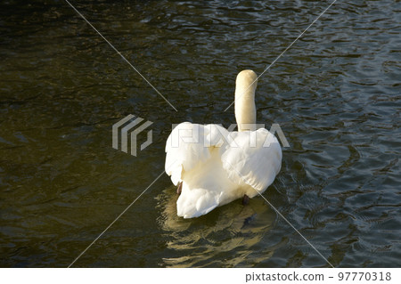 Swans swimming in the moat of Matsumoto Castle 97770318