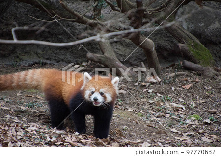 Lesser panda 97770632