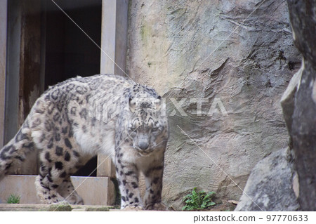 Snow leopard 97770633