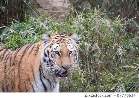 Amur Tora 97770634