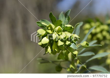 Wulfens spurge Wulfens spurge 97770732