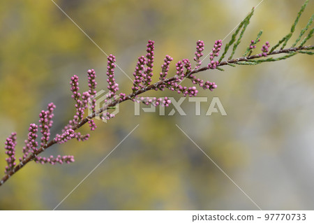 Salt cedar Salt cedar 97770733