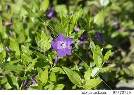Lesser Periwinkle Atropurpurea Lesser Periwinkle Atropurpurea 97770759