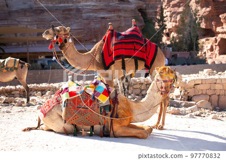 Camels under red rocks in Petra, Jordan Camels under red rocks in Petra, Jordan 97770832