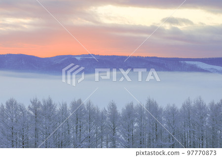 [Furano City, Hokkaido] Hoarfrost trees, sunrise and fog 97770873