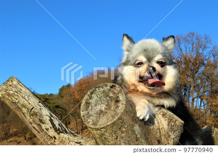 2022Yumeha, a Chihuahua riding a stump under the blue sky of Aigo no Sato, the happiest place in Japan♡ 97770940