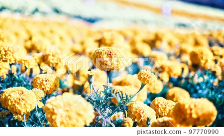 懷舊地拍攝的萬壽菊 懷舊地拍攝的萬壽菊 97770990