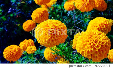 橙色萬壽菊 橙色萬壽菊 97770991