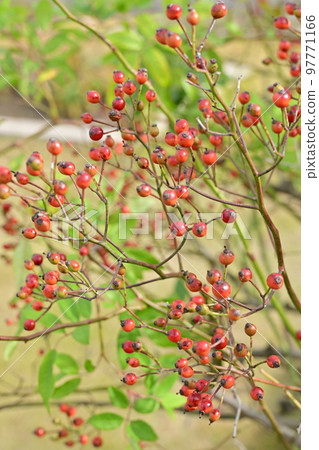 Red berries of Rosaceae Red berries of Rosaceae 97771166
