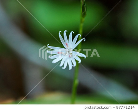 Scenery with a bear Scenery with a bear 97771214