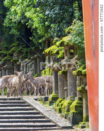 一群鹿聚集在通往神社的路上 一群鹿聚集在通往神社的路上 97771682
