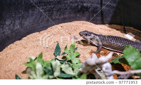 A lizard hiding in the shadow of the sandpit A lizard hiding in the shadow of the sandpit 97771953