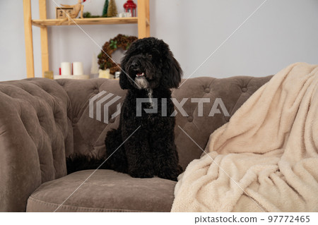 Concept of Merry Christmas, funny Christmas dog 97772465