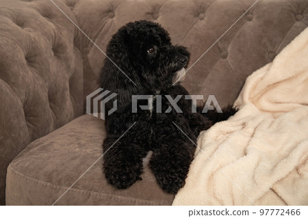 Cute black toy poodle lying on sofa 97772466
