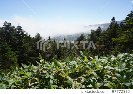 Mount Kusatsu-Shirane, Gunma Prefecture Mountain trail going down from Shibutoge to Yoshigadaira Heading from Damashidaira to Yoshigadaira September 16, 2022 97772583