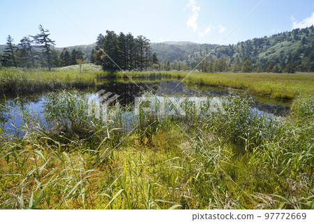 Kusatsu-Shiraneyama, Gunma Prefecture, Yoshigadaira Wetland, September 16, 2022 Kusatsu-Shiraneyama, Gunma Prefecture, Yoshigadaira Wetland, September 16, 2022 97772669