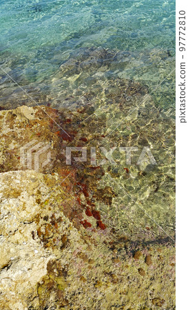 Algae on stones and a transparent sea water near the shore Algae on stones and a transparent sea water near the shore 97772810