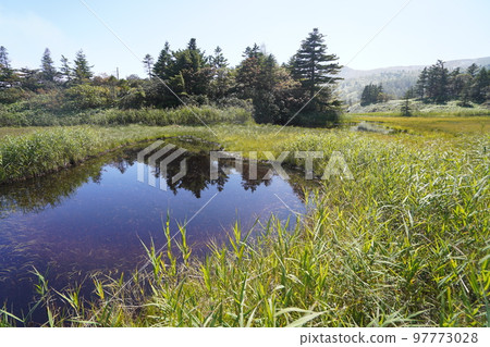 Kusatsu-Shiraneyama, Gunma Prefecture, Yoshigadaira Wetland, September 16, 2022 Kusatsu-Shiraneyama, Gunma Prefecture, Yoshigadaira Wetland, September 16, 2022 97773028