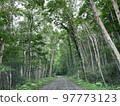 Forest trees 97773123